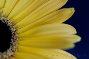 gerbera daisy 4