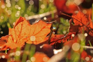 leaves in the dew