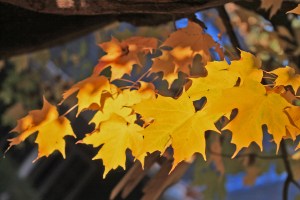 maple leaves in autumn