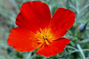 poppy