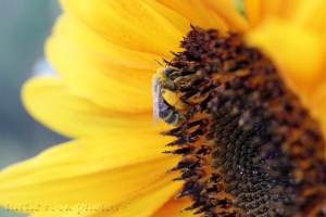 sunflower and bee