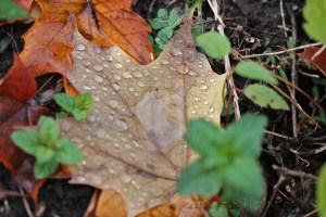 wet leaves
