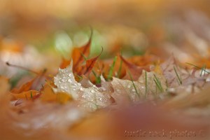 wet maple leaves