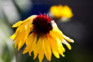 black eyed susan