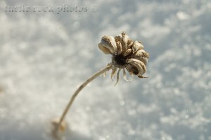 winter flower 2