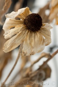 winter flower 4