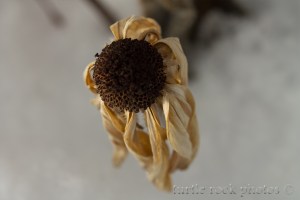 winter flower 3