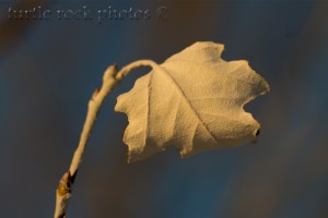 winter leaf 2