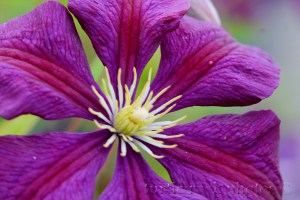 clematis