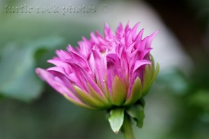 opening dahlia 1
