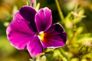 pansy