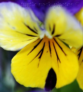 pansy1