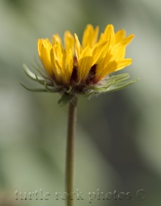 yellow flower