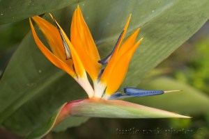 bird of paradise