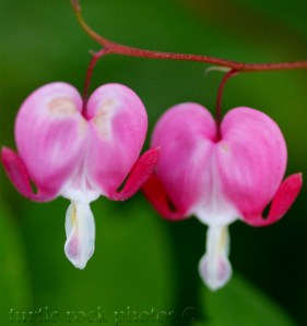 bleeding hearts