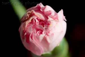 pink bud
