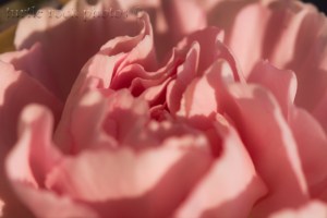 pink carnation