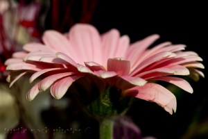 pink gerbera 4