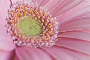 pink gerbera 5