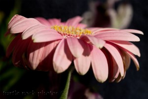 pink gerbera