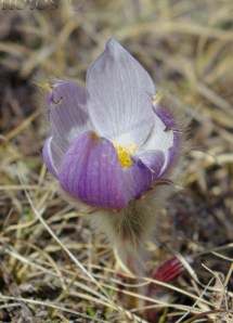 prairie crocus
