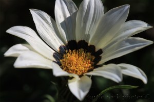 white gazania