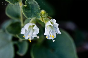 Bigelow's Four O'Clock 2