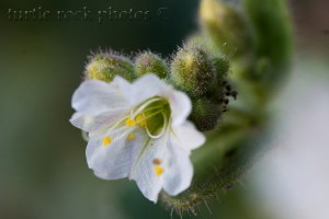 Bigelow's Four O'Clock