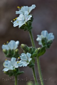 Bigelow's Four O'Clock3