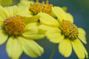 brittlebush 2