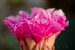 pink cactus flower