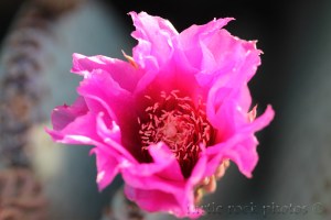 pink cactus flower2