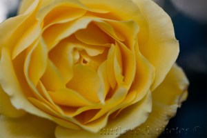 yellow rose 1
