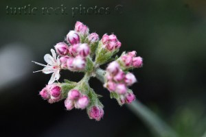 Flat-top Buckwheat2