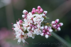 Flat-top Buckwheat5