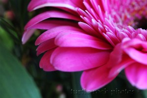 another gerbera