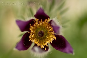 arctic violet 1