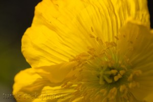 bright yellow 2