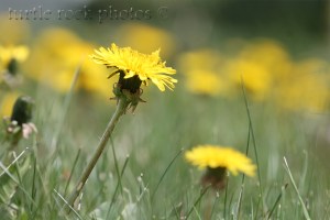 dandelions