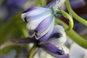 little purple and white