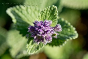 little purple