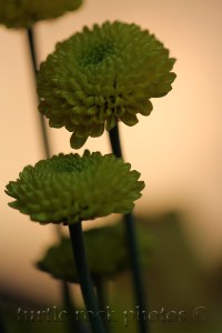 yellow in a new light