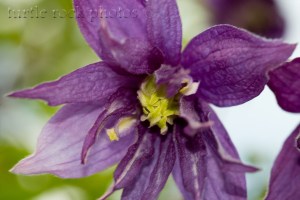 clematis 2