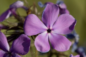 little purple flower