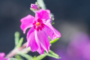 pink soaking up the sun