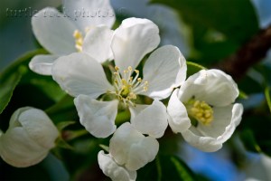 white blossoms 2