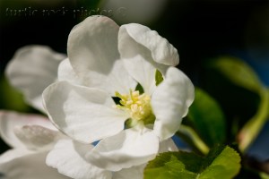 white blossoms
