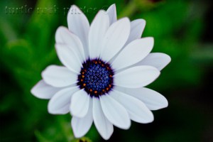 african daisy