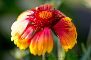 arizona sun blanket 1.