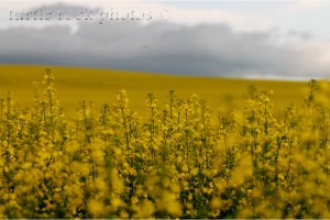 canola field
